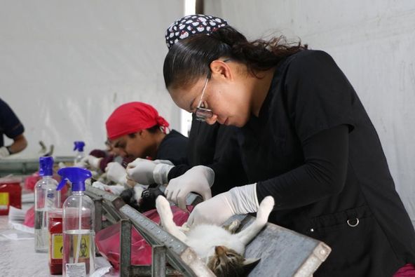 Llama Gobierno de Chimalhuacán a Aprovechar Jornadas de Vacunación y Esterilización en Febrero