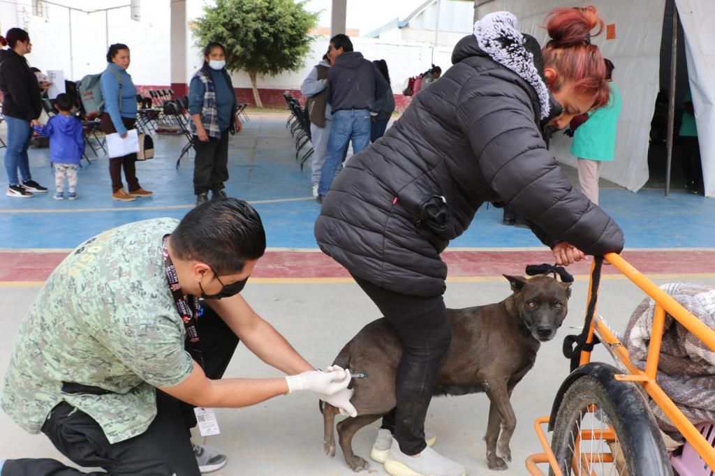 Llama gobierno de Chimalhuacán a esterilizar mascotas en febrero 