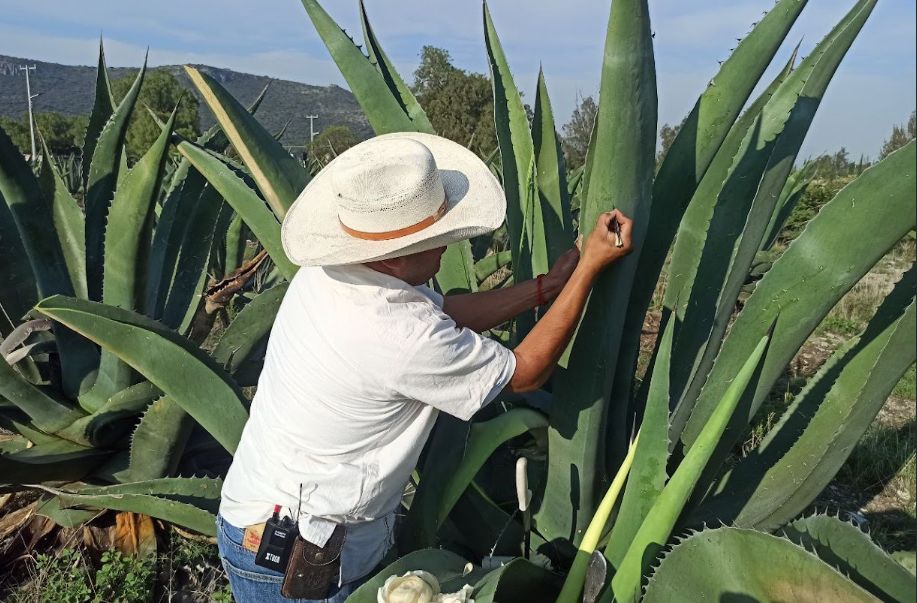 Destaca Hidalgo como productor de pulque a nivel nacional 