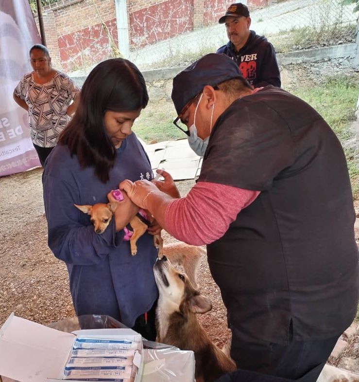 Concluyen jornadas de esterilización y vacunación antirrábica en Texcaltitlán 

