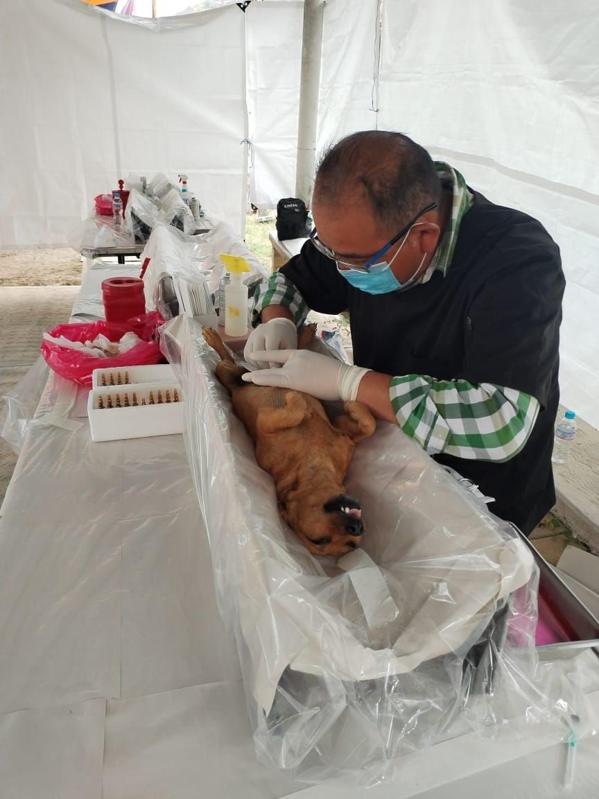 Concluyen Jornadas de Esterilización, Vacunación Antirrábica y
Desaparición Canina y Felina en Texcaltilán; se Realizan 674 Acciones

