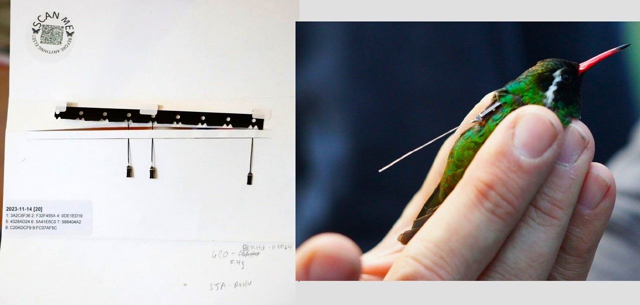 Micro radiotrasmisores en colibríes migratorios fueron exigosamente colocados 