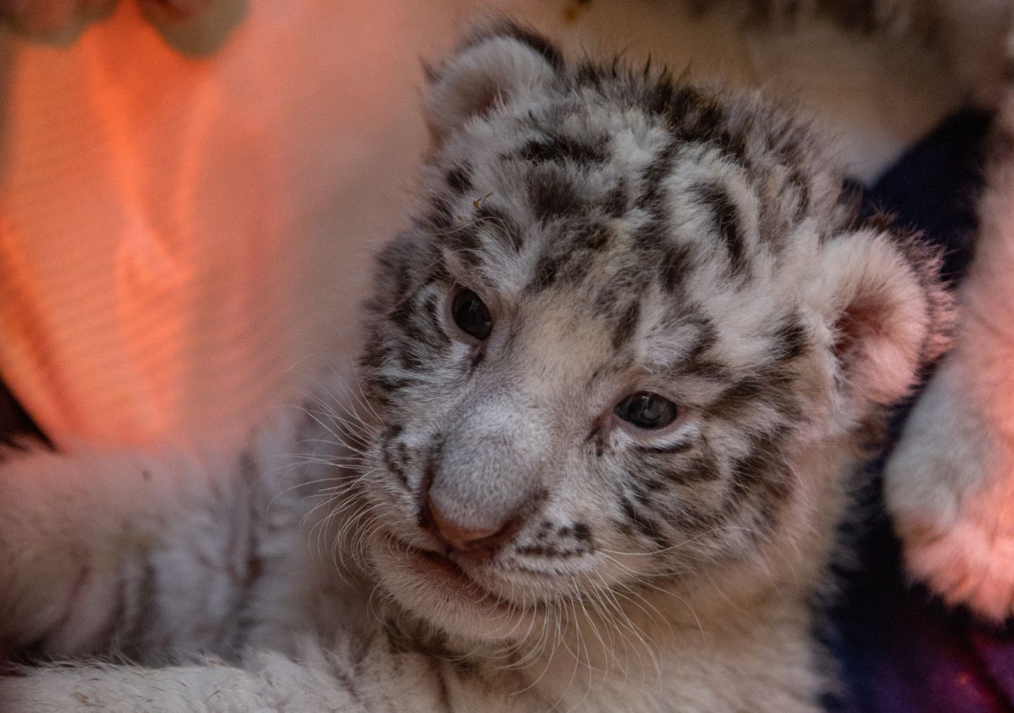 Convocan a niños mexiquenses a ponerle nombre a dos crías de tigre blanco 