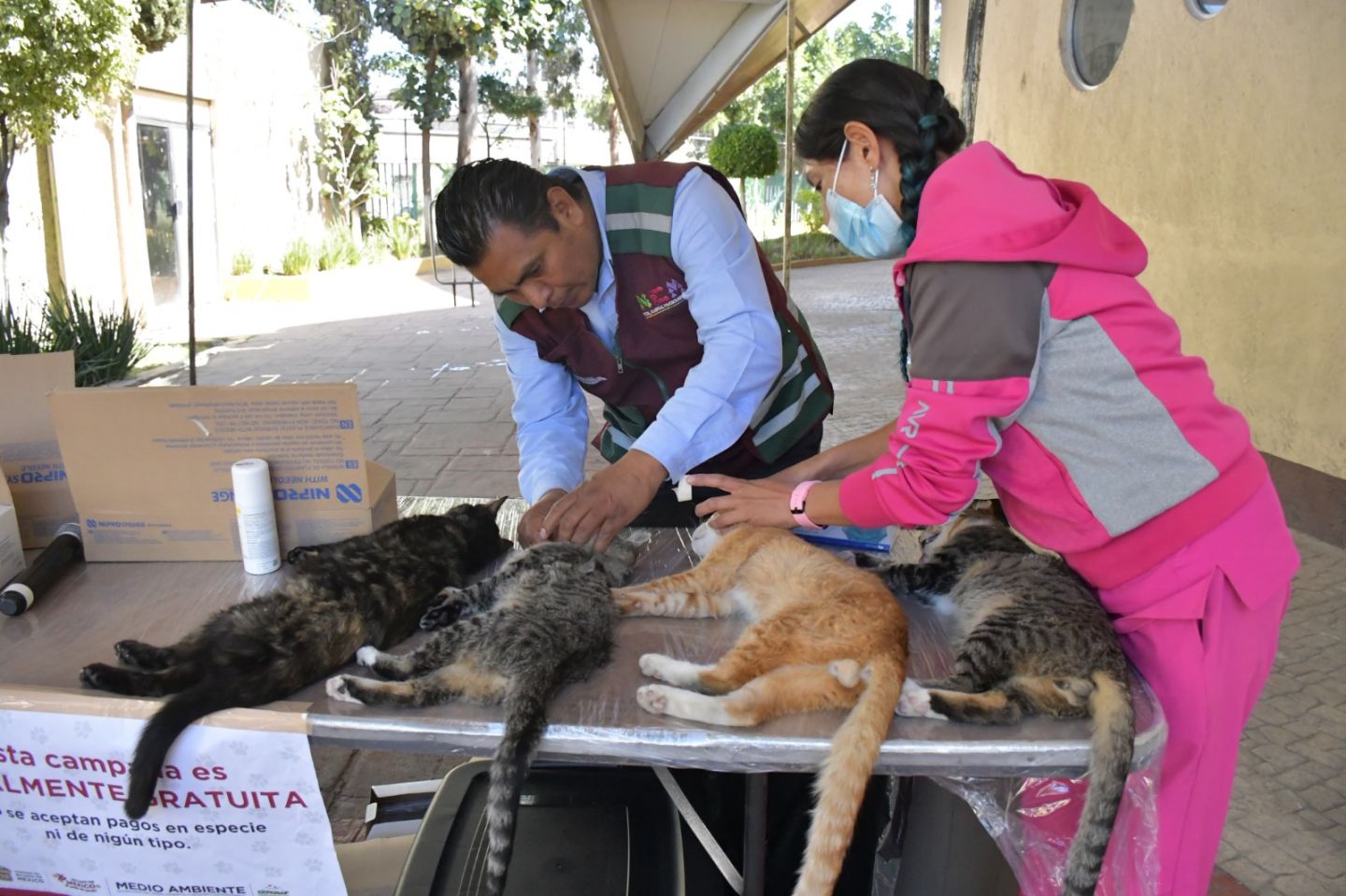 Neza realizara realizara Mega jornada de esterilización de perros y gatos