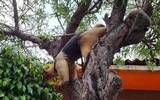 Encuentran sobre árboles en calles de Nezahualcóyotl a un oso hormiguero que de inmediato fue rescatado 