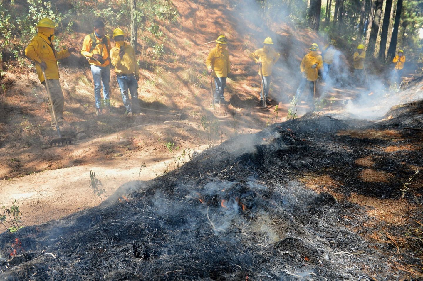 Cuenta Probosque con 54 brigadas para combatir incendios forestales 
