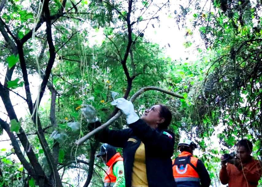 La alcaldía Iztapalapa arranca la campaña contra el ’Chayotillo’ del Huizachtépetl