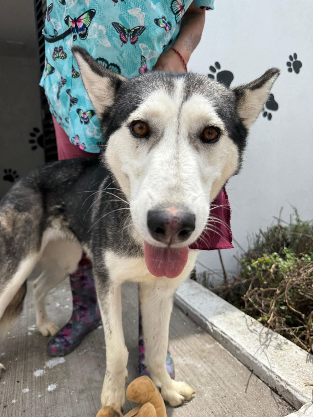 ASISTE ESTE DOMINGO A LA FERIA DE ADOPCIÓN ’TU CASA, SU HOGAR’ EN TLALNEPANTLA