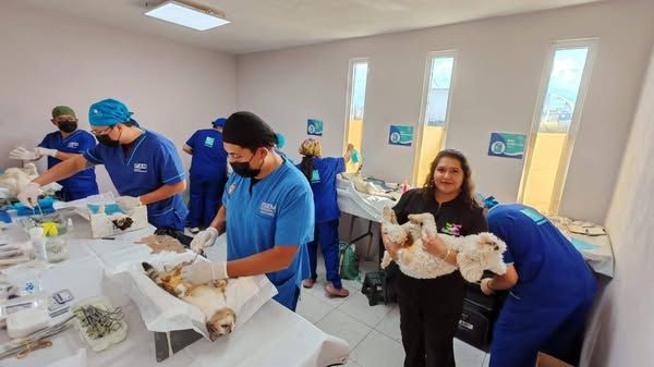 Alcaldesa Dra. Ivette Topete Promueve La Tenencia Responsable con Esterilizaciones Sin Costo en Amecameca

