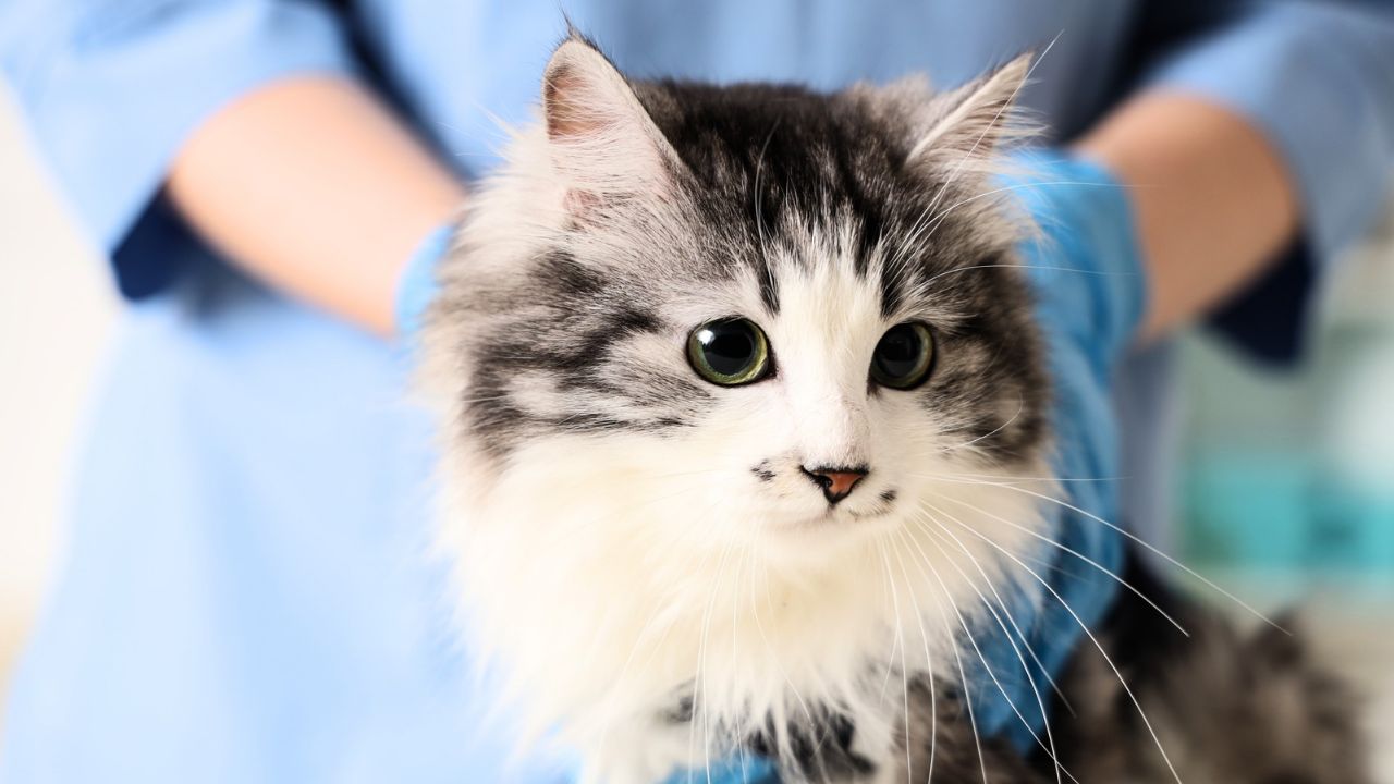 Hidalgo acelera acciones para frenar la rabia y fortalecer la esterilización de mascotas 