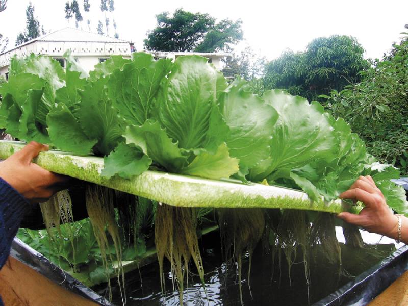 Impulsan cultivo de lechugas reutilizando agua que se emplea en producción de tilapia