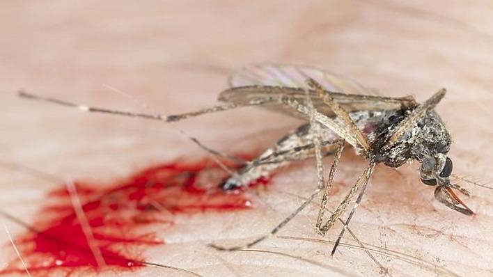 Reitera Secretaría de Salud que virus del chikungunya no es mortal