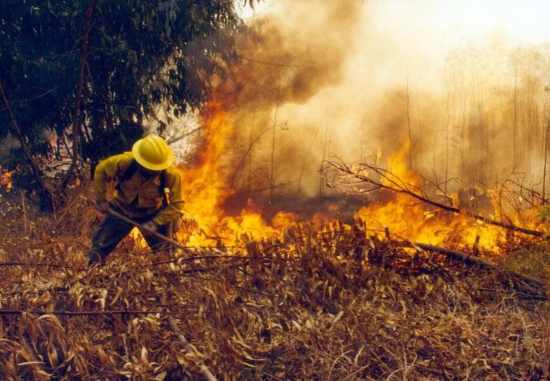 119 incendios forestales en lo que va del año en Guerrero