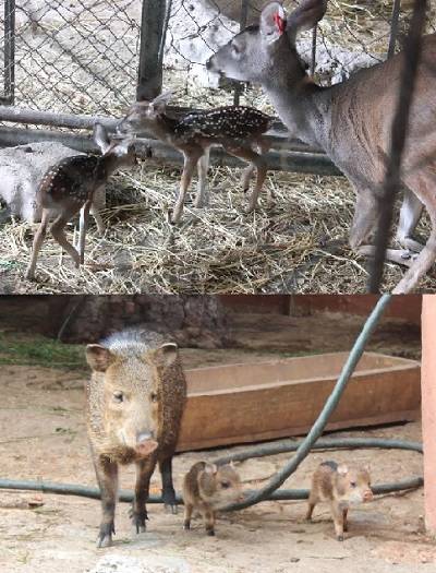 Nacen dos venados y cuatro pecarís en zoológico de Chilpancingo
