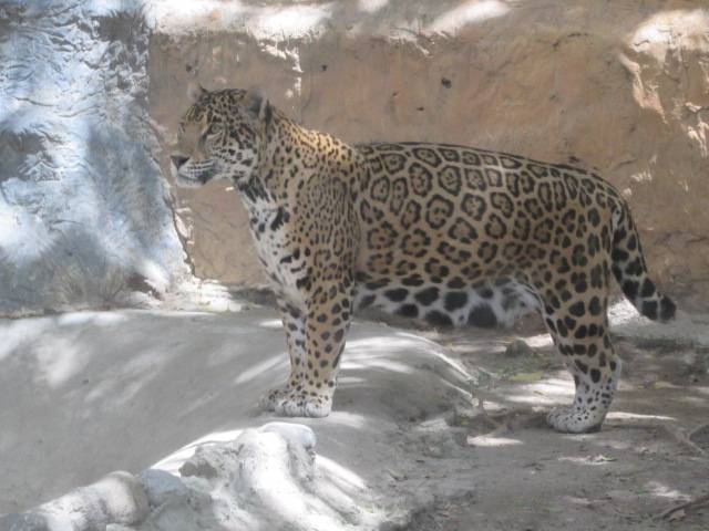
Asegura PROFEPA 377 ejemplares de vida silvestre en zoológicos de Aguascalientes y Guerrero
