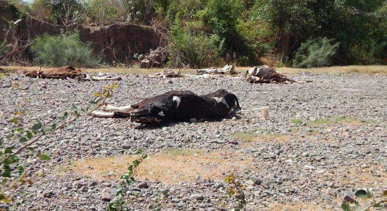 Han muerto más de 3 mil cabezas de ganado por sequía en Guerrero