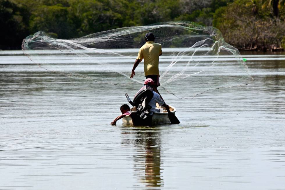 Por necesidad, pescadores violarán veda de ostión en Acapulco  