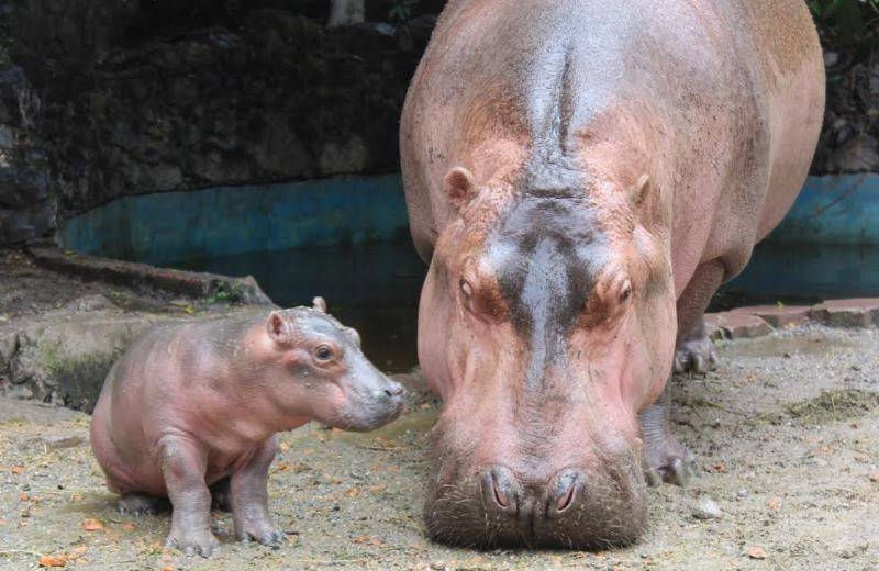 Nace un bebe hipopótamo en Chilpancingo