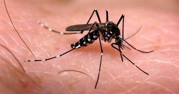Confirmados, 6 mil casos de Chikungunya en el país