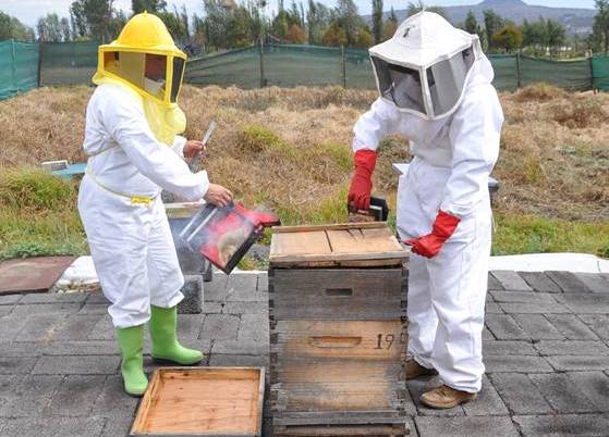 Impulsa Sagarpa técnicas sencillas apicultura para mejorar  producción