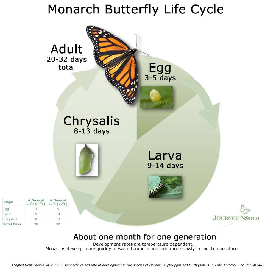 El ciclo de vida La Mariposa Monarca 