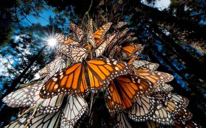 En peligro las mariposas monarca