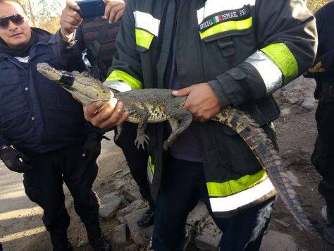 Fue encontrado un cocodrilo en  Periférico y la autopista Peñón-Texcoco